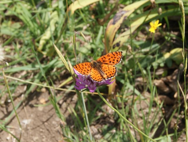 Melitaea didyma